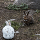 A brown and white snowshoe hare in winter. Photo credit: L.S. Mills research photo, taken by Jaco and Lindsey Barnard